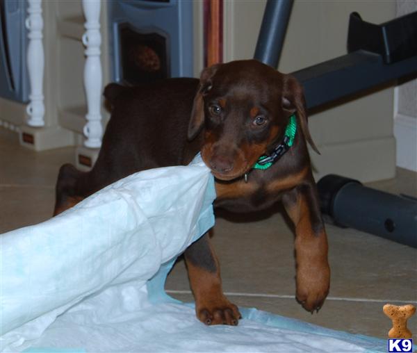 AKC Doberman Pinshers-socialized w/kids and other animals Red/rust Female